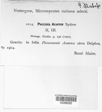 Puccinia acarnae image
